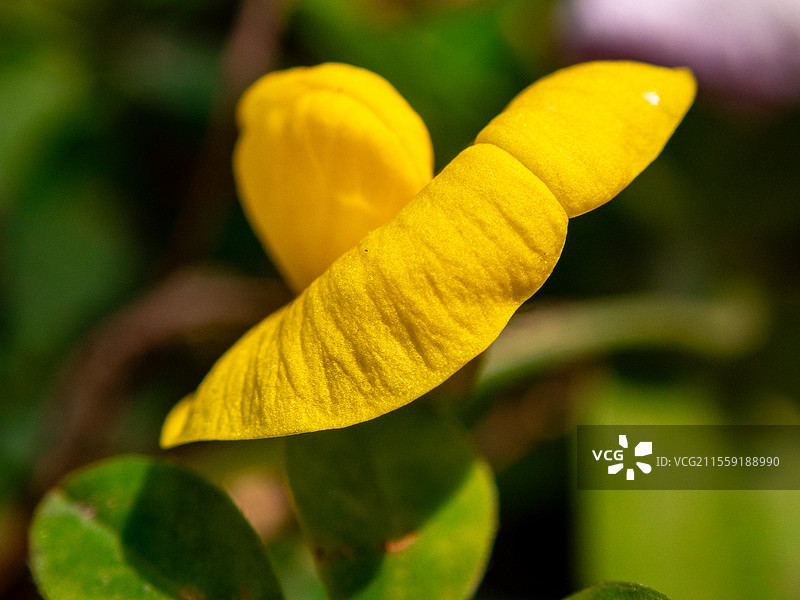 蔓花生，豆科落花生属多年生草本植物图片素材