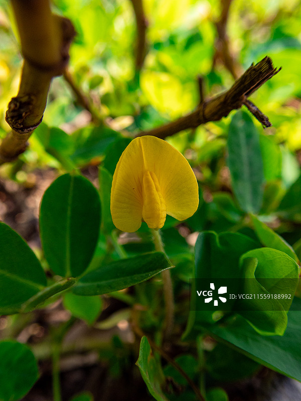 蔓花生，豆科落花生属多年生草本植物图片素材