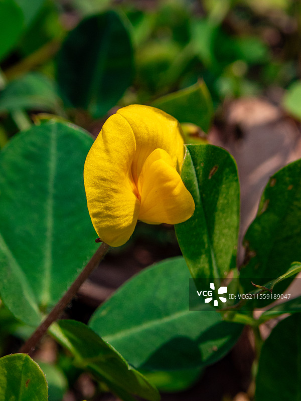 蔓花生，豆科落花生属多年生草本植物图片素材