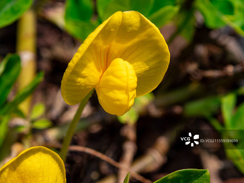 蔓花生，豆科落花生属多年生草本植物图片素材