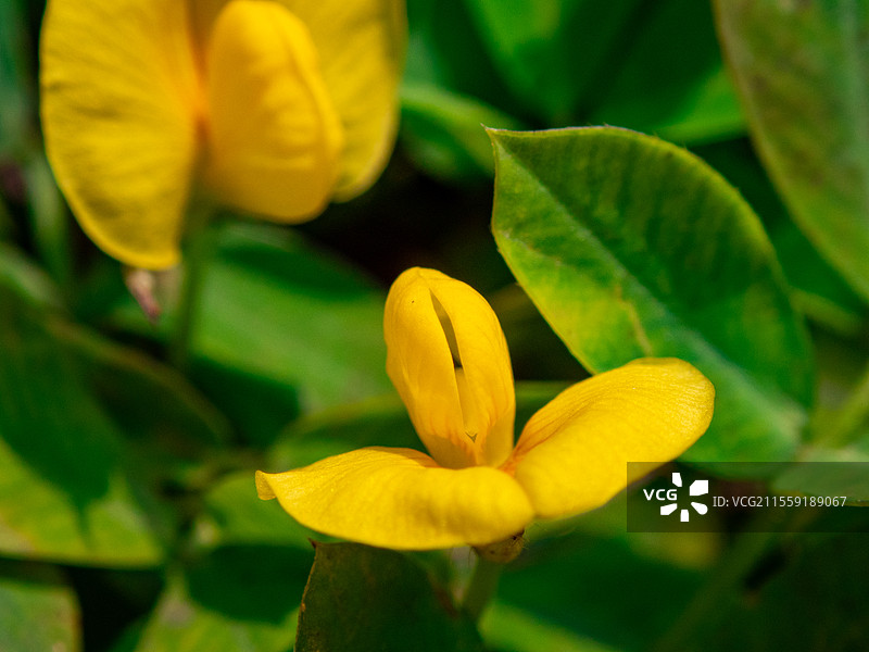 蔓花生，豆科落花生属多年生草本植物图片素材