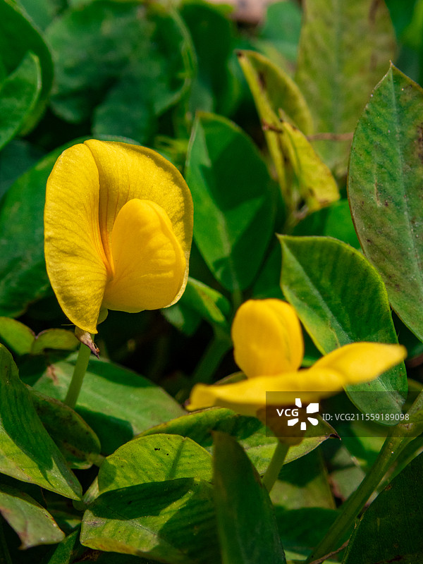蔓花生，豆科落花生属多年生草本植物图片素材