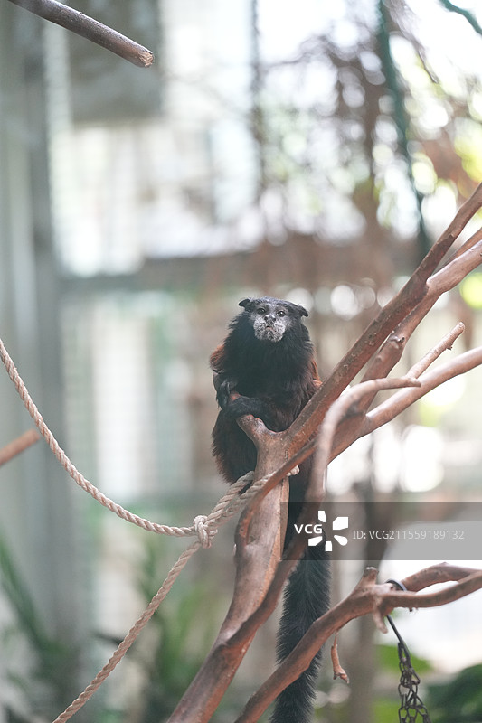鞍背柽柳猴特写图片素材