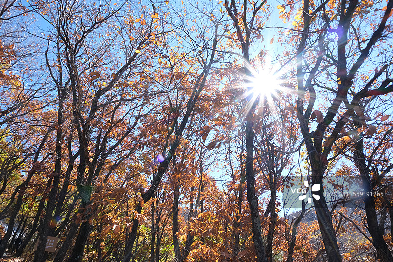层林尽染图片素材