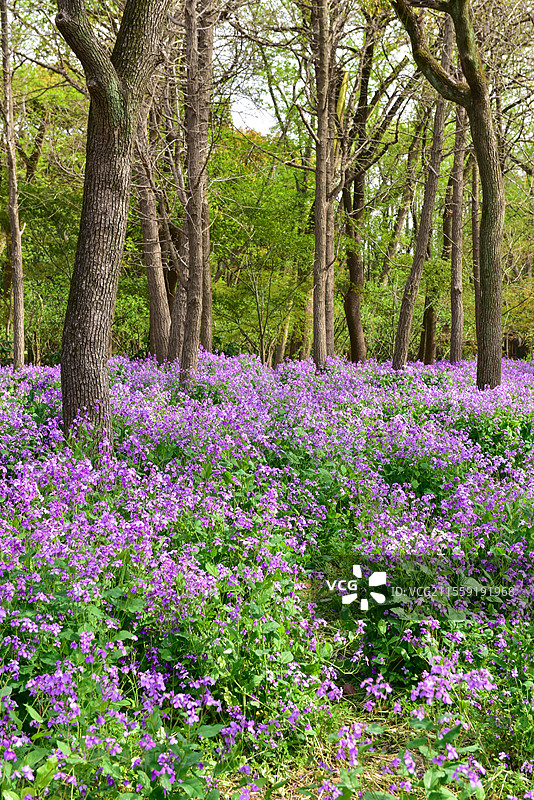 上海共青森林公园二月兰花海图片素材