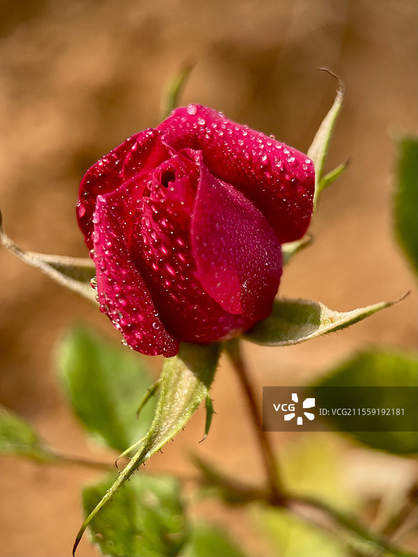 月季花图片素材