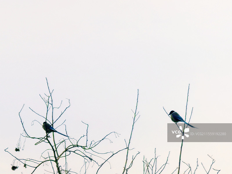 喜鹊登枝叫，美好自然到图片素材