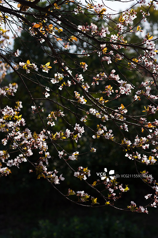 蔷薇科紫叶李观赏花图片素材