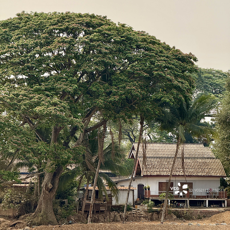 老挝琅勃拉邦·大树与房屋图片素材
