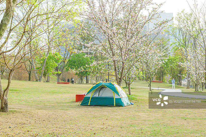 草地樱花树下的露营帐篷图片素材