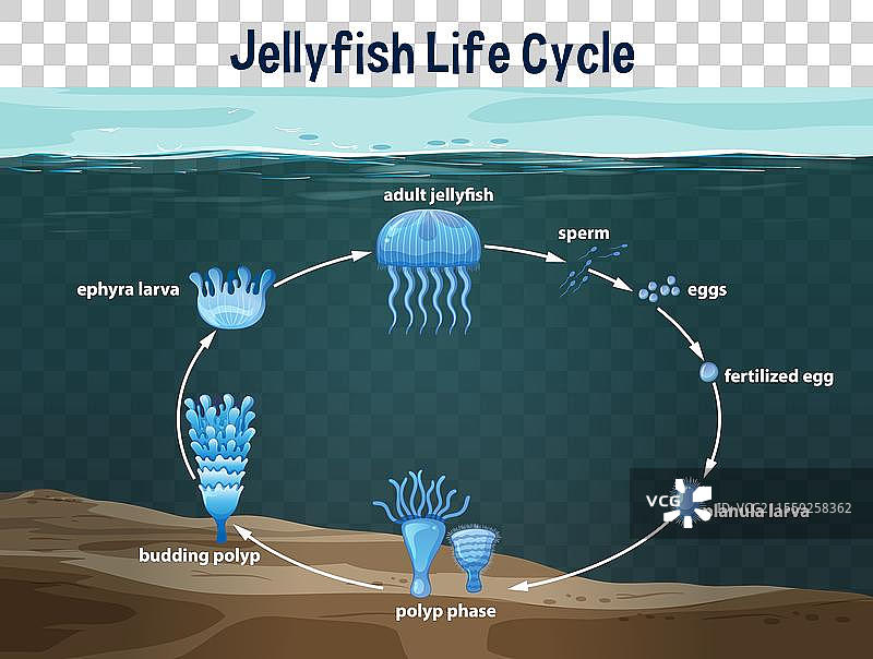 水母从卵到成体的发育阶段图片素材
