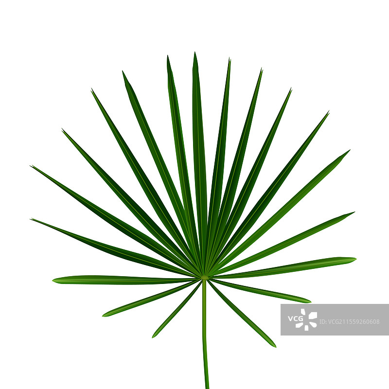 逼真的扇棕榈或矮棕榈叶子，异国情调图片素材