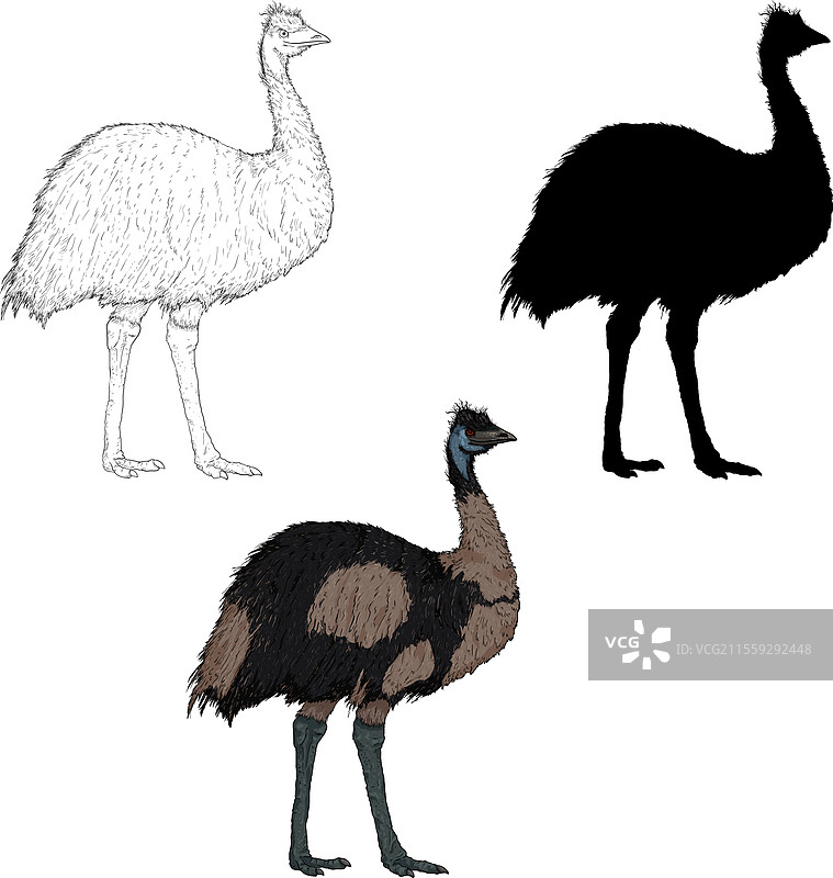 不同风格的鸸鹋系列图片素材