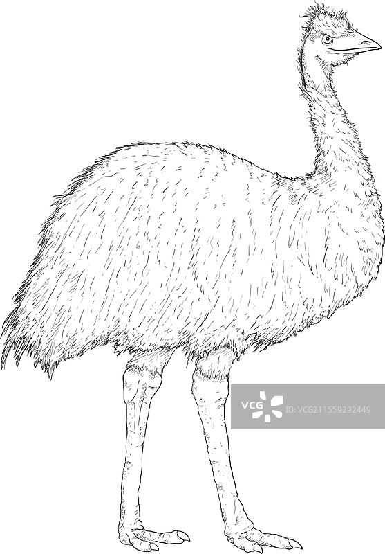 鸸鹋素描图片素材