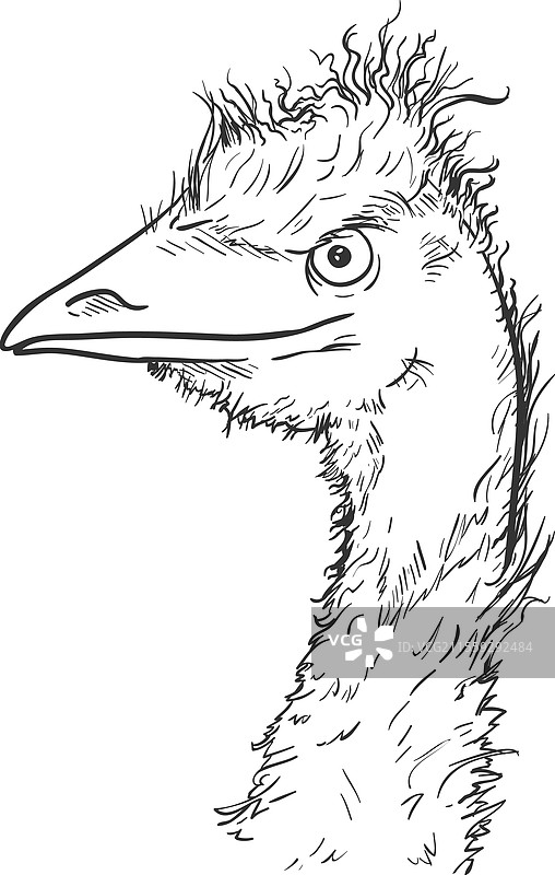 鸸鹋的头部素描图片素材