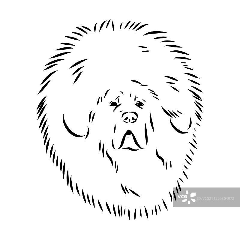 手绘藏獒犬草图，稀有作品图片素材