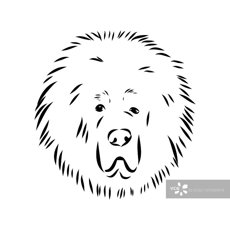 手绘的藏獒犬草图，稀有珍品图片素材