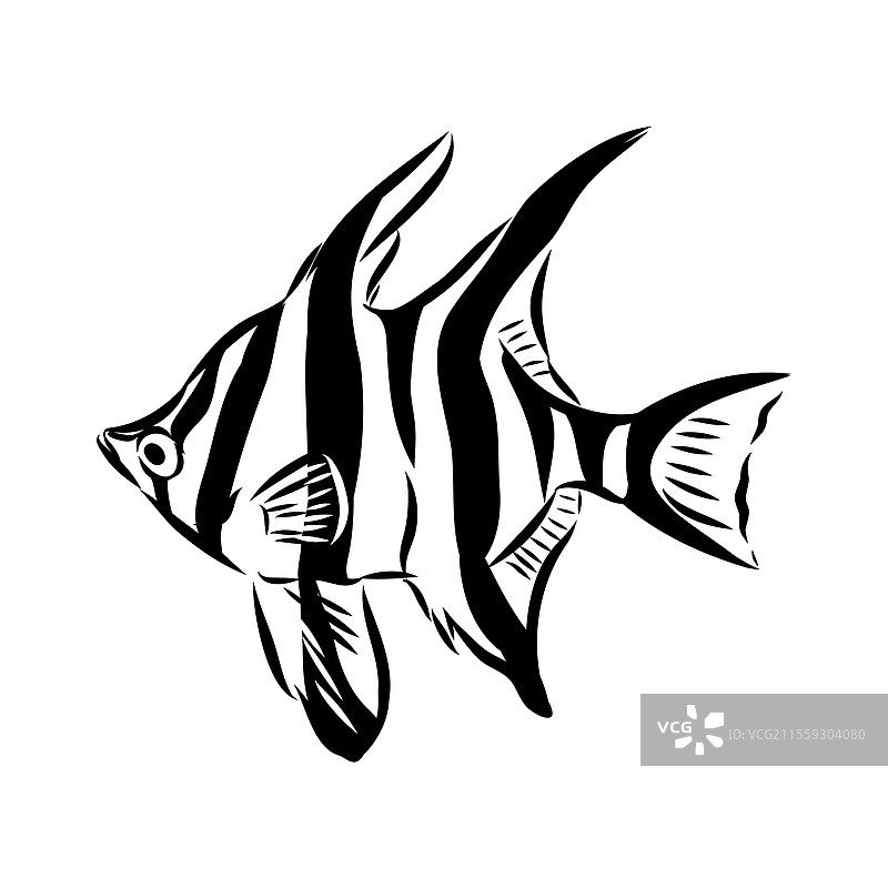 刺鱼素描 鱼线墨水素描 手绘图片素材