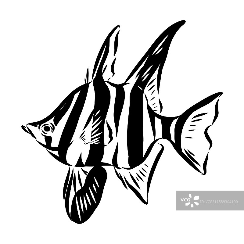 刺鱼素描 鱼线墨水素描 手绘图片素材