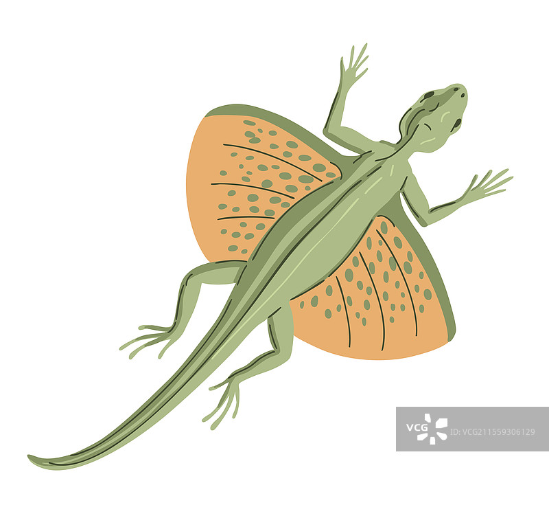 白色背景上的飞龙蜥蜴图片素材