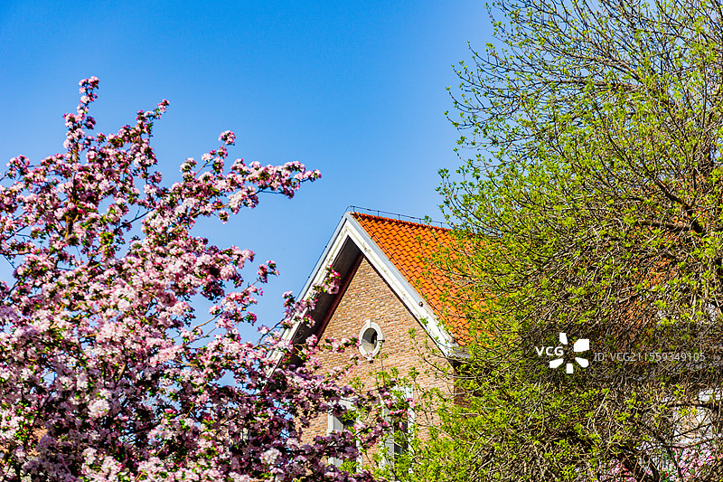 海棠花丛中映衬的天津五大道城市建筑景观图片素材