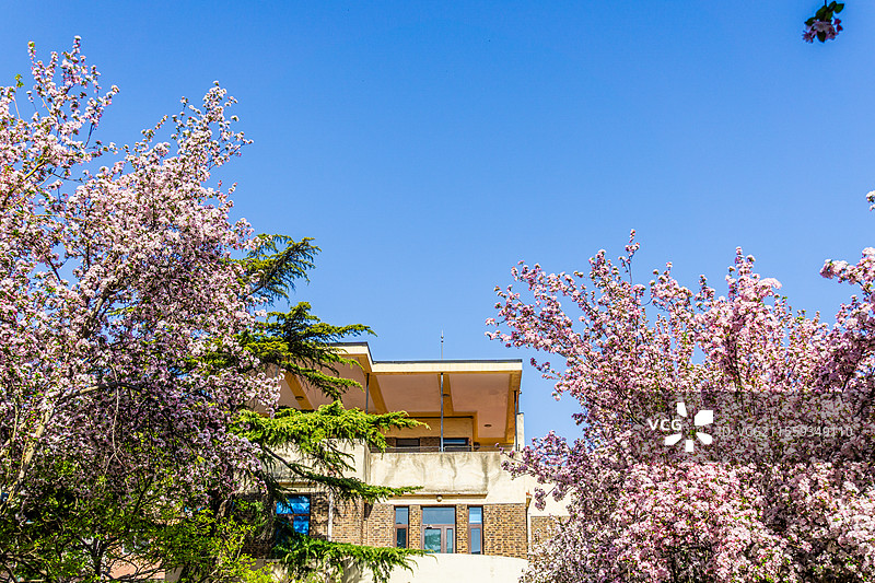 海棠花丛中映衬的天津五大道城市建筑景观图片素材