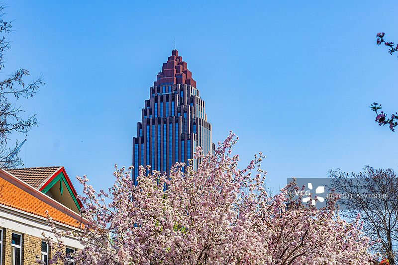 海棠花丛中映衬的天津五大道城市建筑景观图片素材