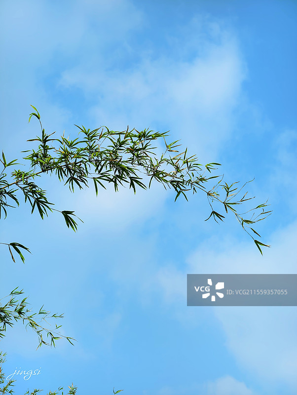 蓝天下的凤尾竹图片素材