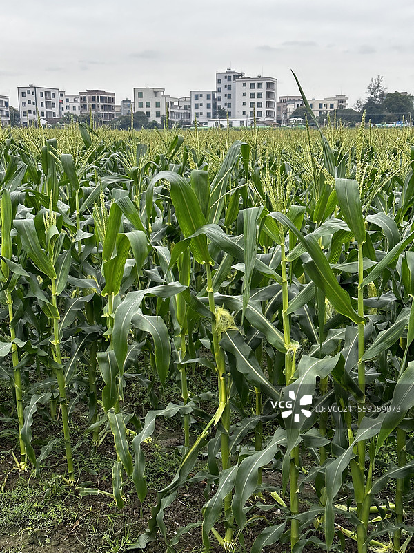 玉米地图片素材