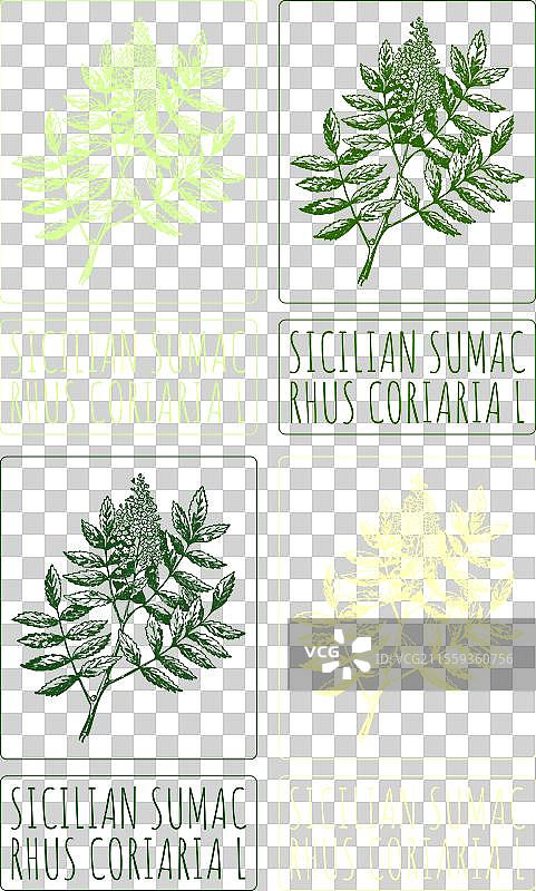 一组不同颜色的西西里鼠尾草绘画图片素材