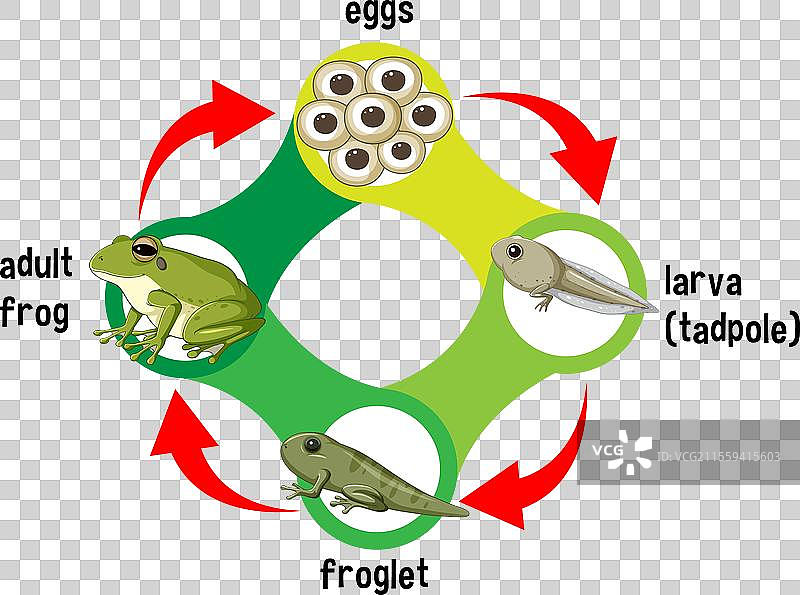 青蛙的生活阶段：从卵到成体图片素材
