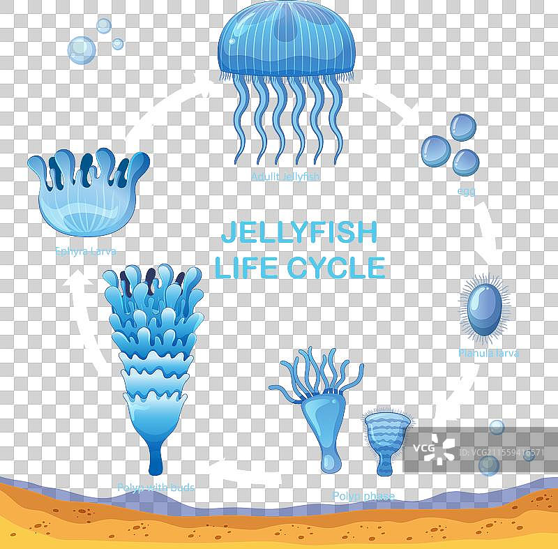 水母从卵到成体的发育阶段图片素材