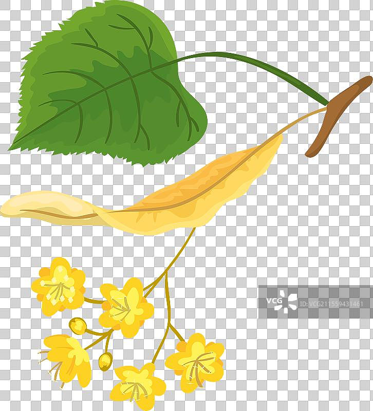 开花的椴树枝图片素材