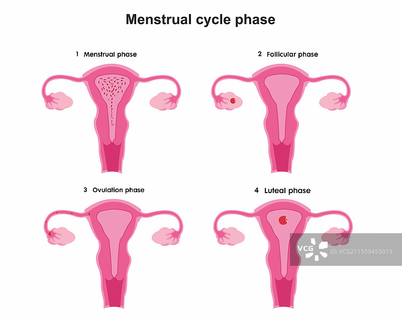 月经周期的各个阶段过程图片素材