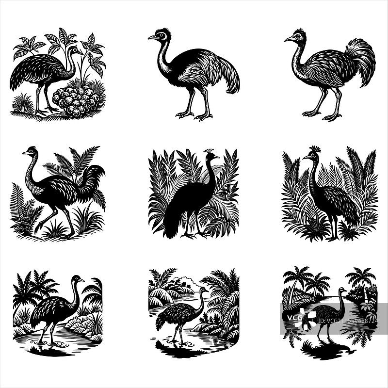 无翼鸟站立的鸸鹋图片素材