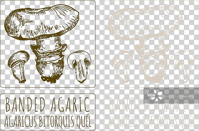 手绘条纹伞菌图片素材