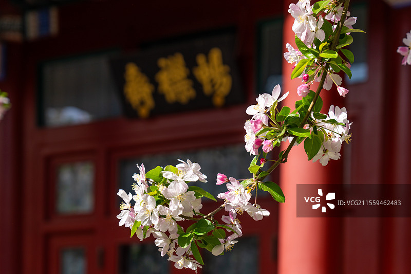 春天清明节北京宋庆龄故居畅襟斋的百年西府海棠花盛开图片素材