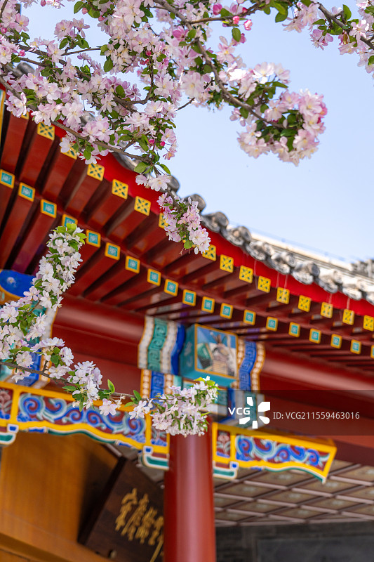 春天清明节北京宋庆龄故居百年西府海棠花盛开图片素材