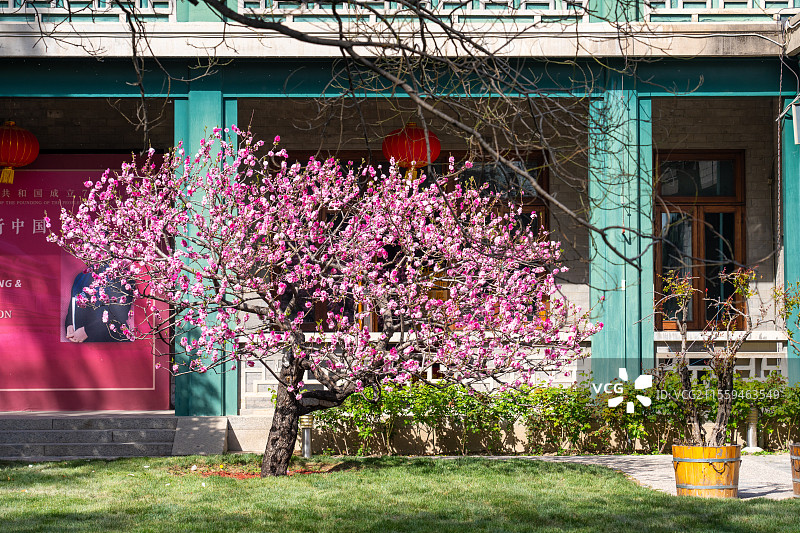 春天清明节北京宋庆龄故居春花盛开图片素材
