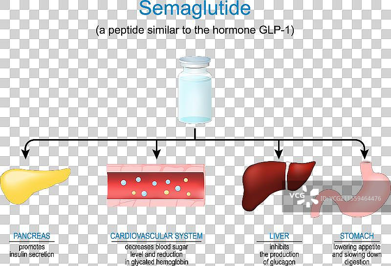 塞马鲁肽肽类激素的作用机制图片素材