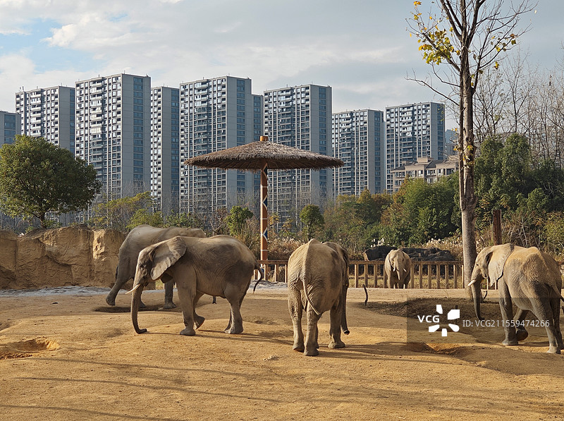 现代都市摩天大楼与荒原对照下的非洲大象-杭州市富阳区野生动物世界-杭州野生动物园图片素材