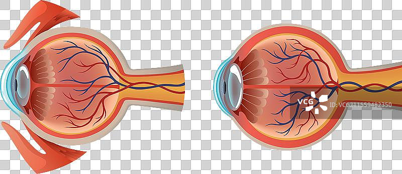 人眼解剖结构图图片素材