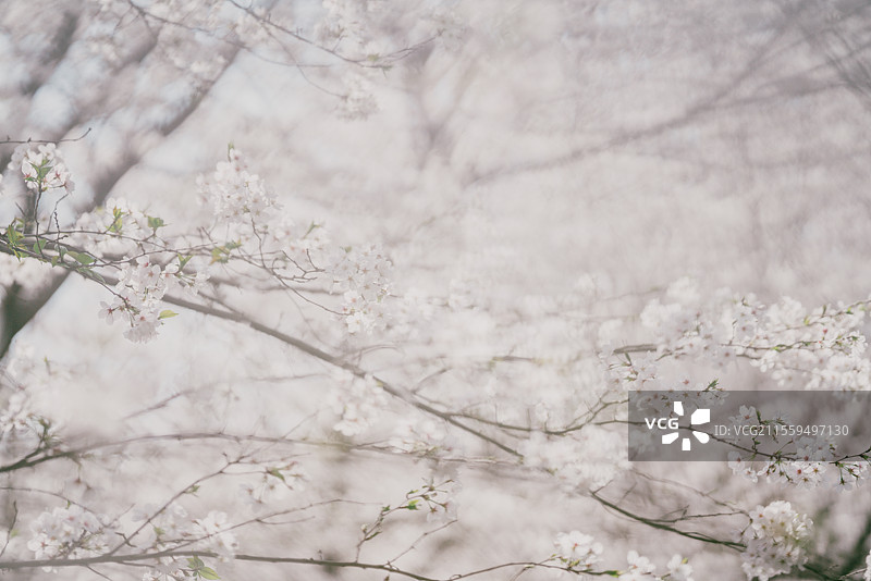 春天唯美樱花盛开图片素材