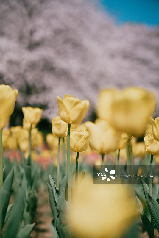 森林公园郁金香樱花盛开图片素材