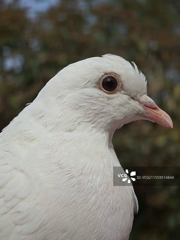 鸽子的特写图片素材