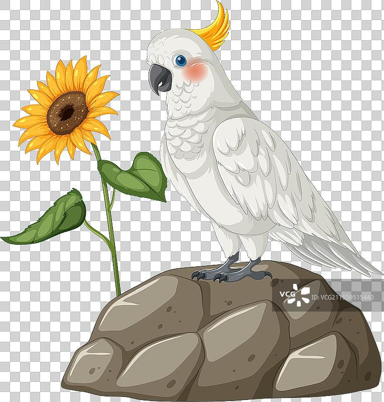 一只白色的鹦鹉在向日葵旁边图片素材