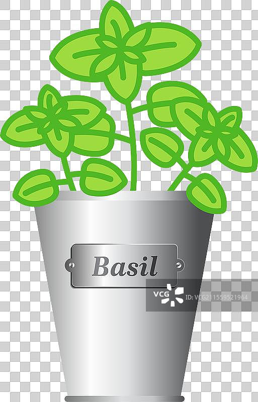 银色金属花盆中的罗勒草图片素材