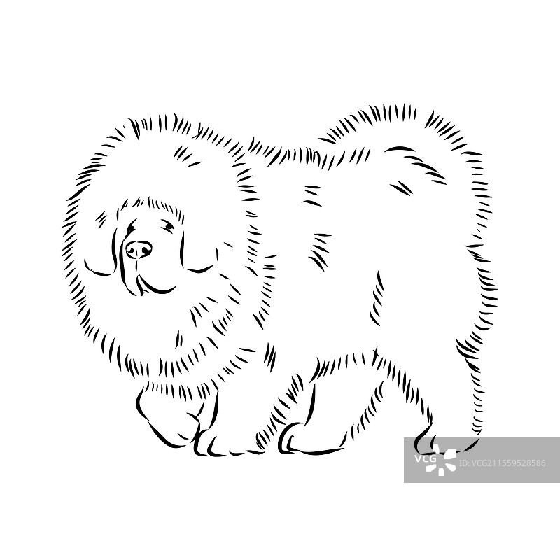 手绘藏獒犬草图，稀有作品图片素材