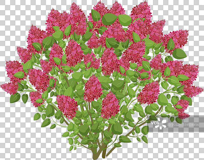 盛开的鲜艳紫丁香灌木图片素材