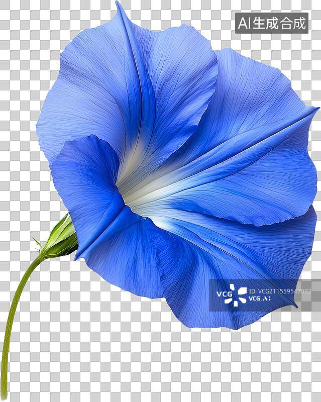 【AI数字艺术】牵牛花/喇叭花图片素材